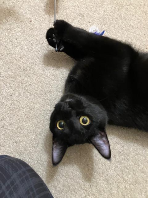 Enlarge Lyonne & Marsay **KITTENS**, a ADOPTABLE Domestic Short Hair in Waverly, IA image 6/6