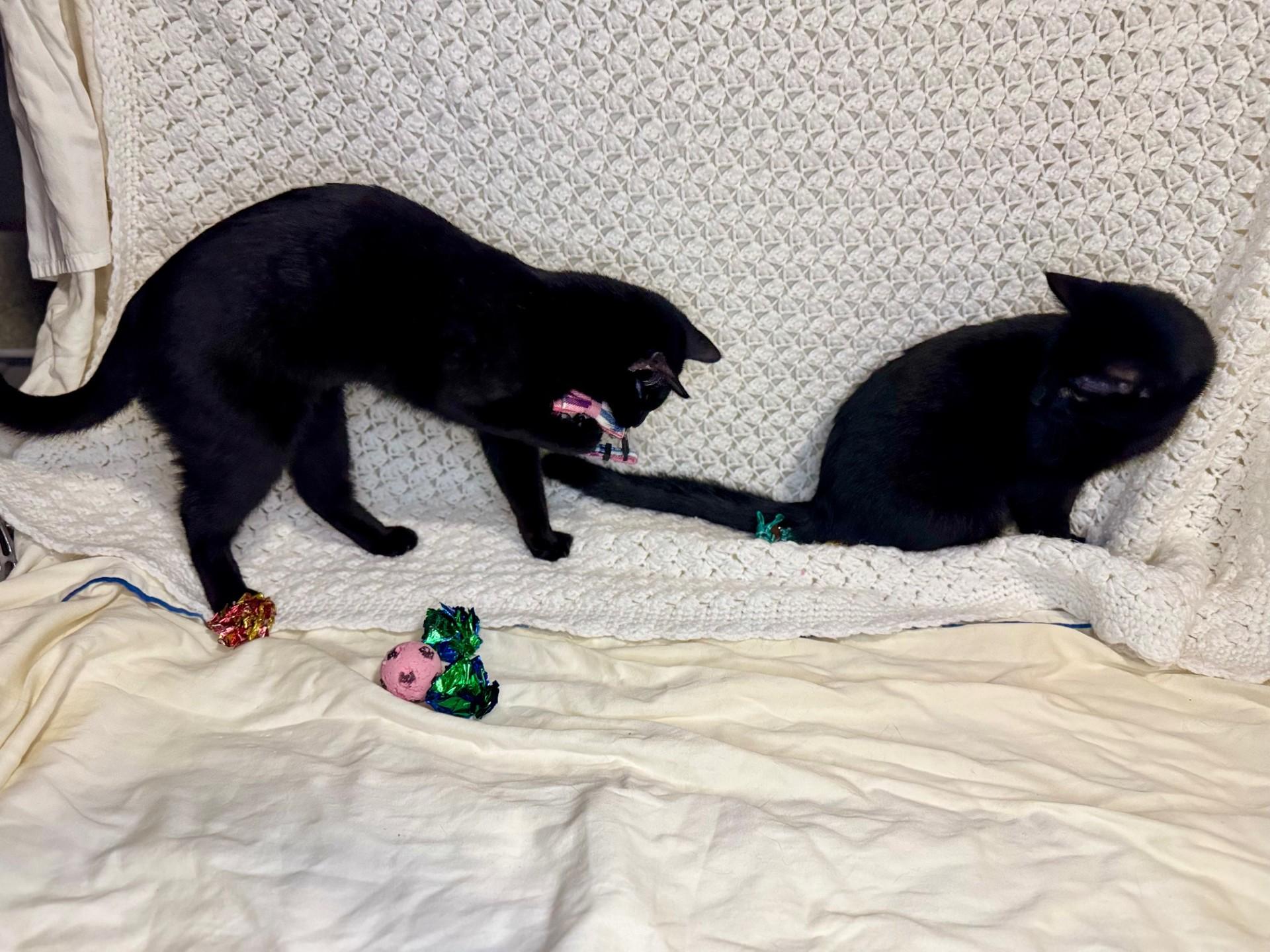 Lyonne & Marsay **KITTENS**, a ADOPTABLE Domestic Short Hair in Waverly, IA image 6/6