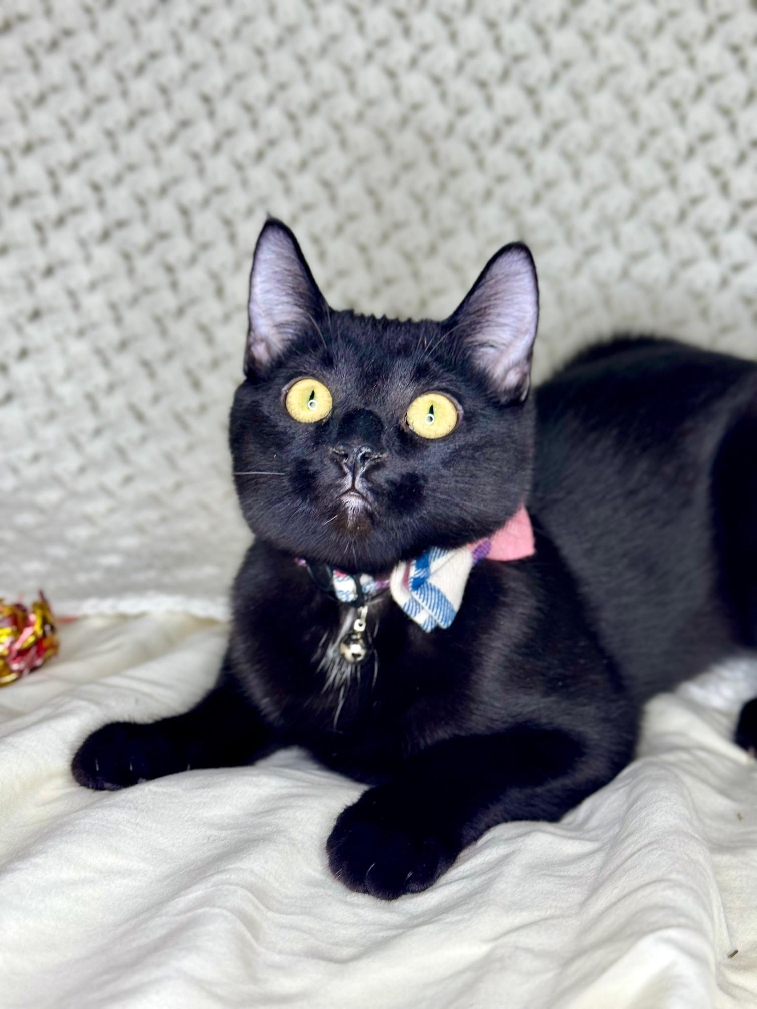 Lyonne & Marsay **KITTENS**, a ADOPTABLE Domestic Short Hair in Waverly, IA image 3/6