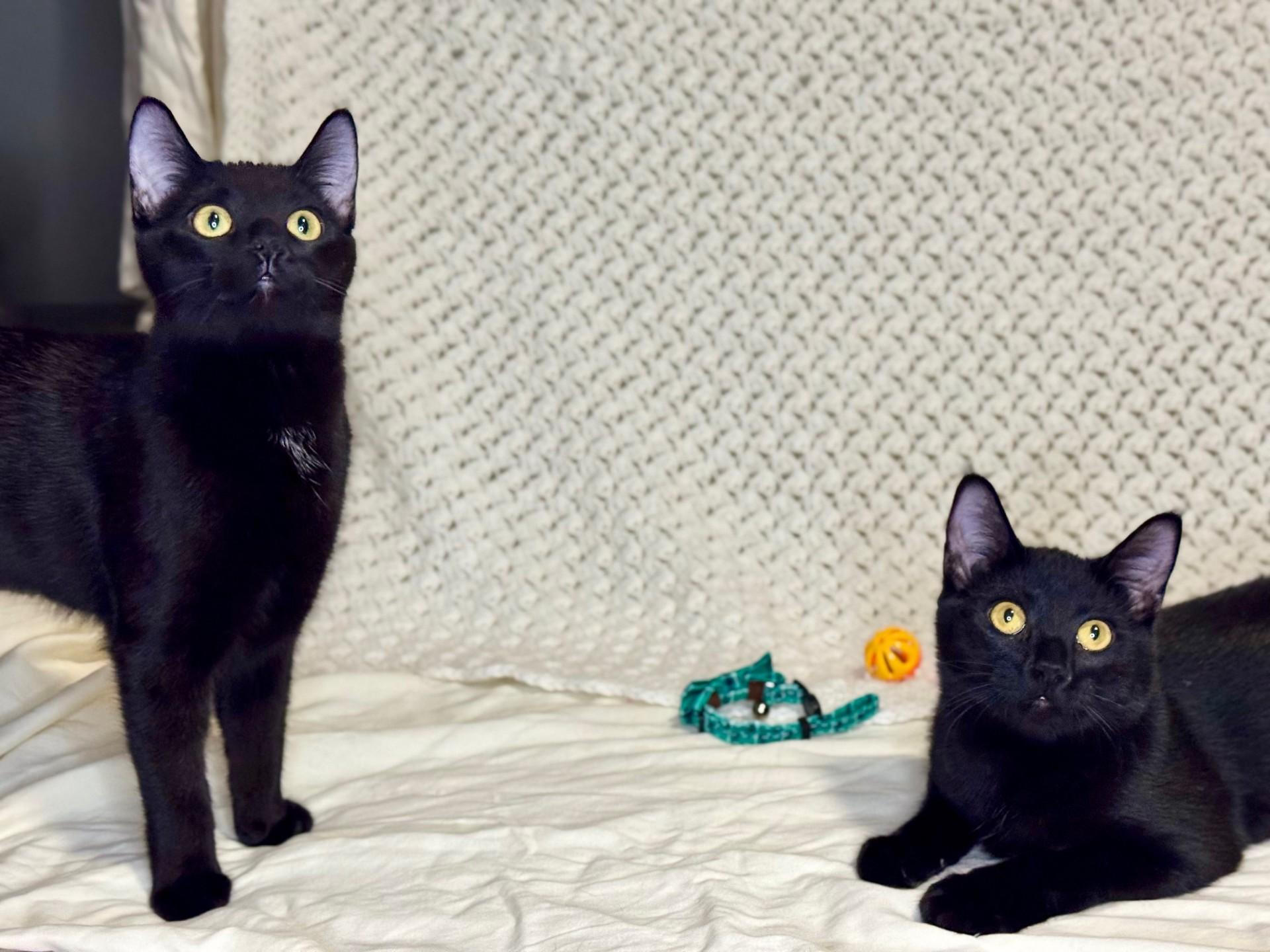 Lyonne & Marsay **KITTENS**, a ADOPTABLE Domestic Short Hair in Waverly, IA image 5/6