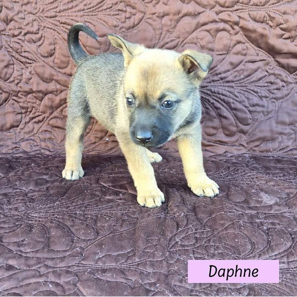 Daphne (Darcy's Litter)