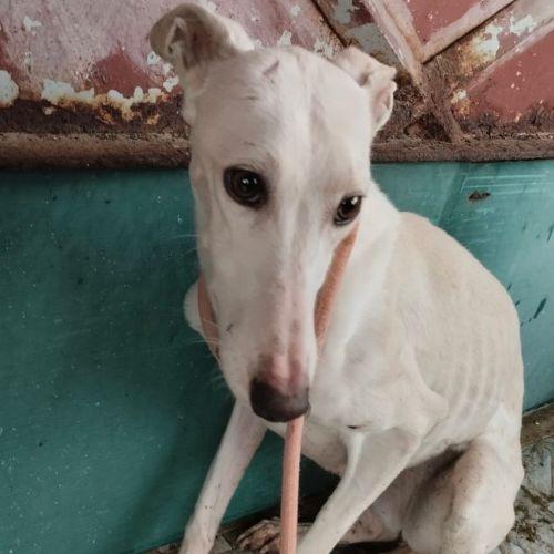 Enlarge Pupa, a Adoptable mixed breed in Hobart, IN image 1/1