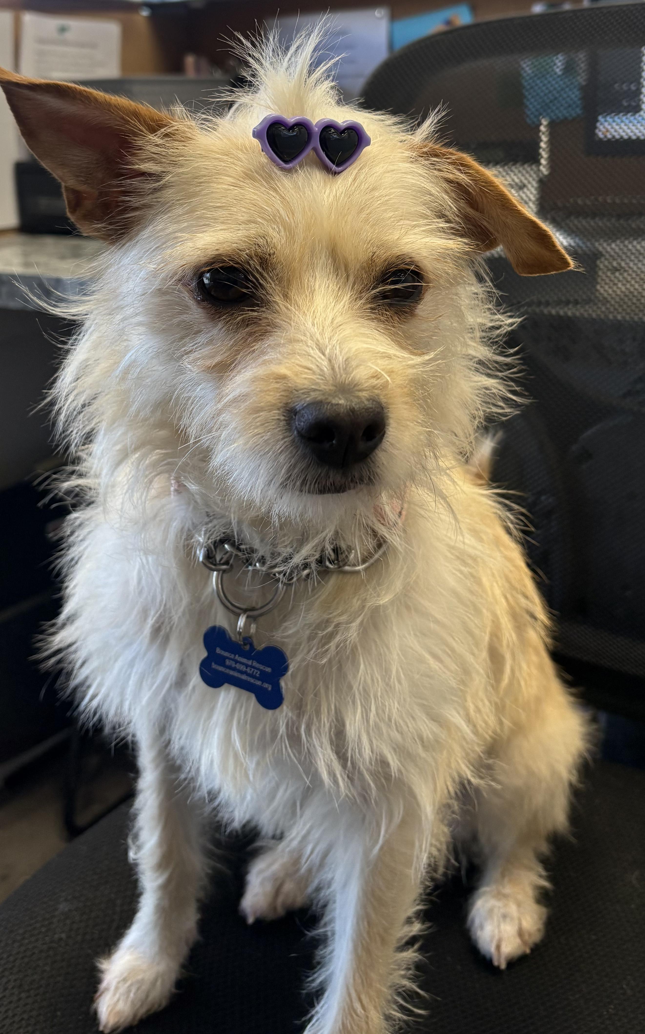 Enlarge Kettle Corn, a ADOPTABLE mixed breed in Fort Collins, CO image 2/5