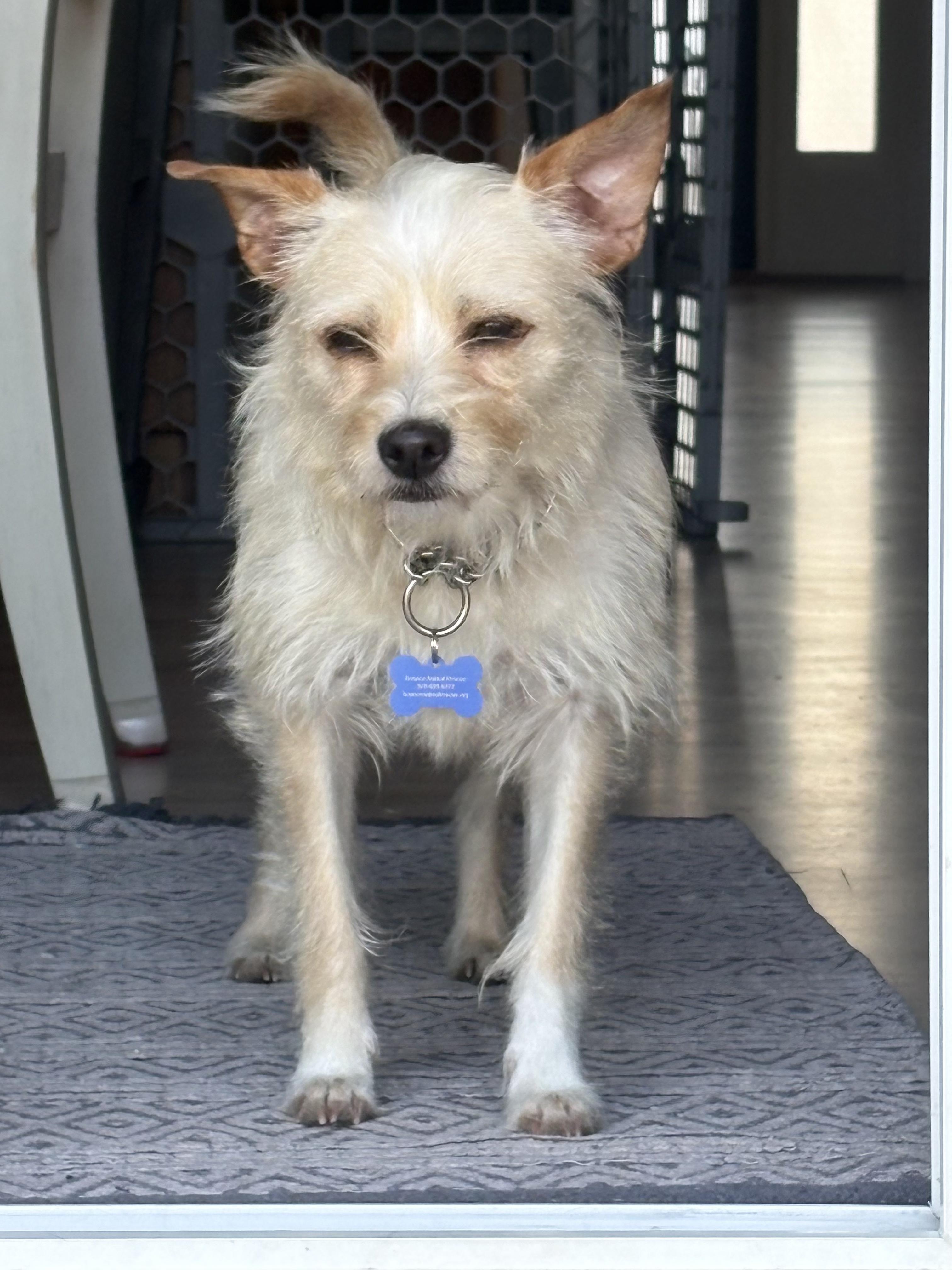 Enlarge Kettle Corn, a ADOPTABLE mixed breed in Fort Collins, CO image 5/5