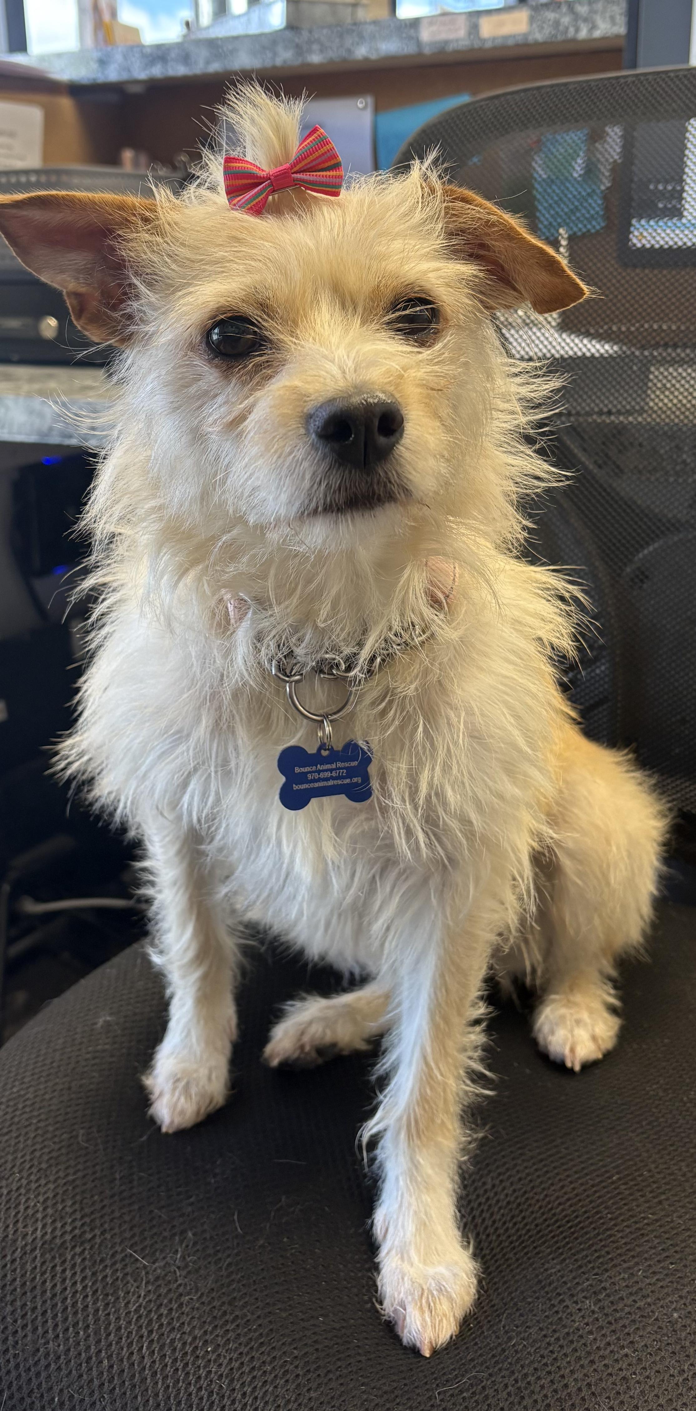 Enlarge Kettle Corn, a ADOPTABLE mixed breed in Fort Collins, CO image 4/5