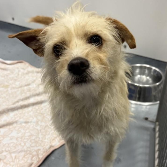 Kettle Corn, ADOPTABLE, Adult Female Terrier.