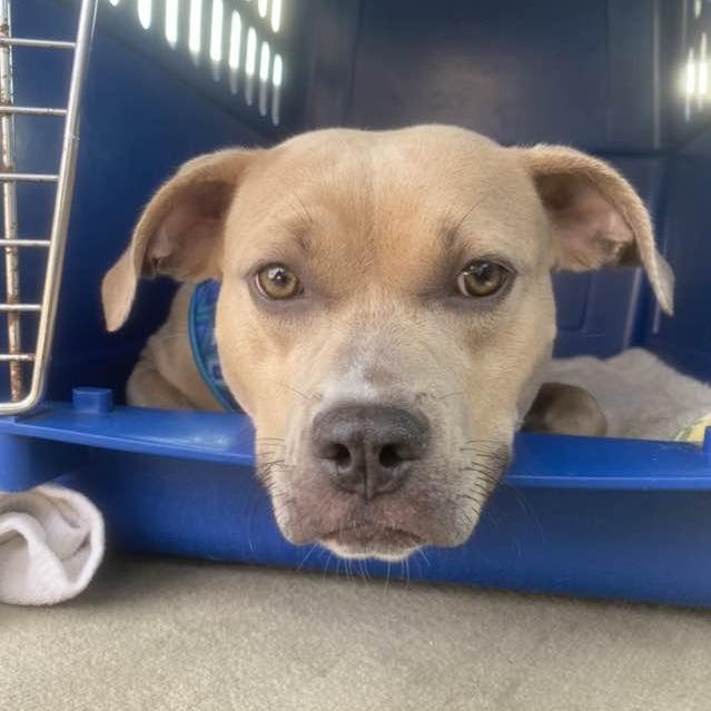 Henrietta, Adoptable, Adult Female Foxhound.