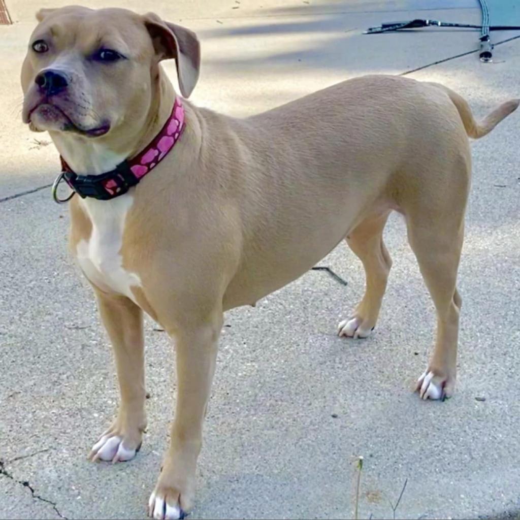 Henrietta, Adoptable, Adult Female Foxhound.