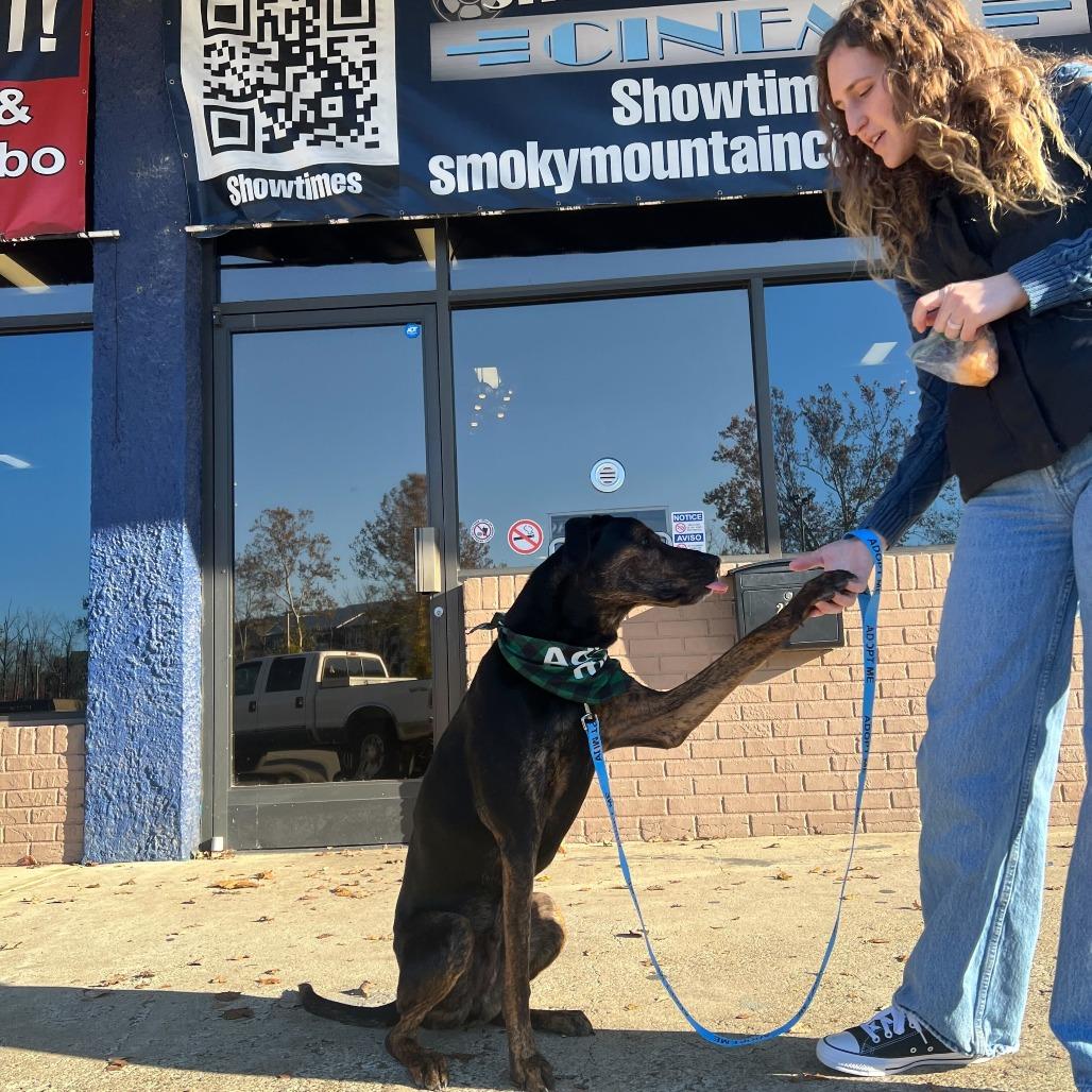 Moose, a Adoptable mixed breed in Waynesville, NC image 1/6