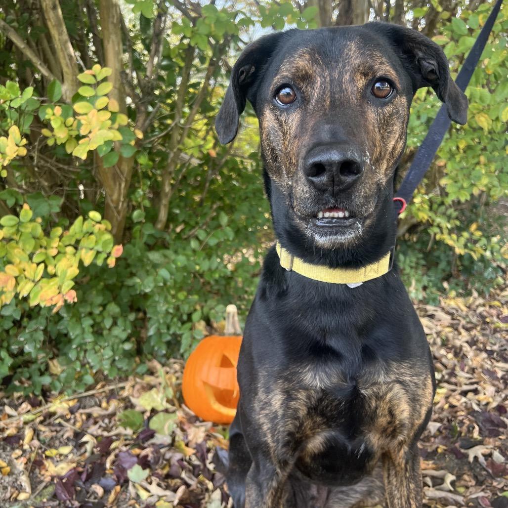 Moose, a Adoptable mixed breed in Waynesville, NC image 2/6