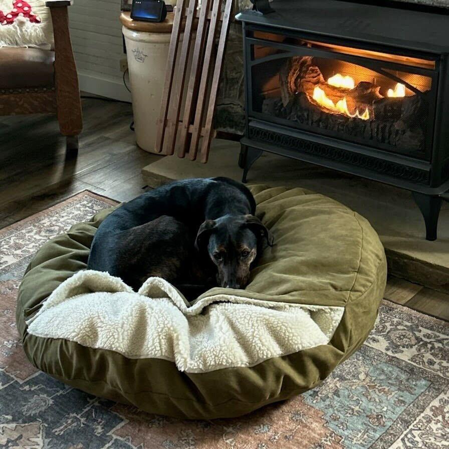 Moose, a Adoptable mixed breed in Waynesville, NC image 5/6