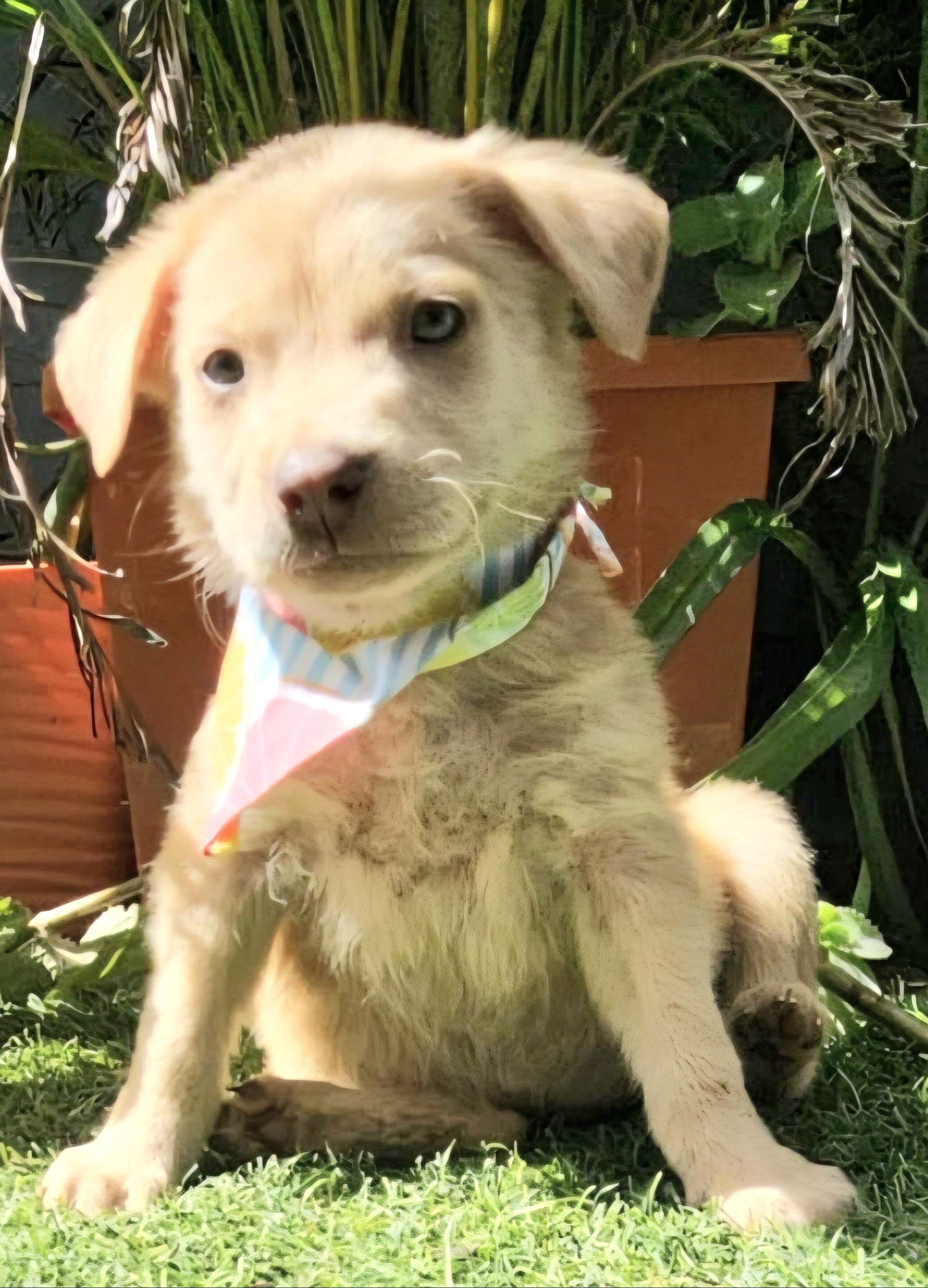 Pringle "the Cutie Cutie thumbnail 2