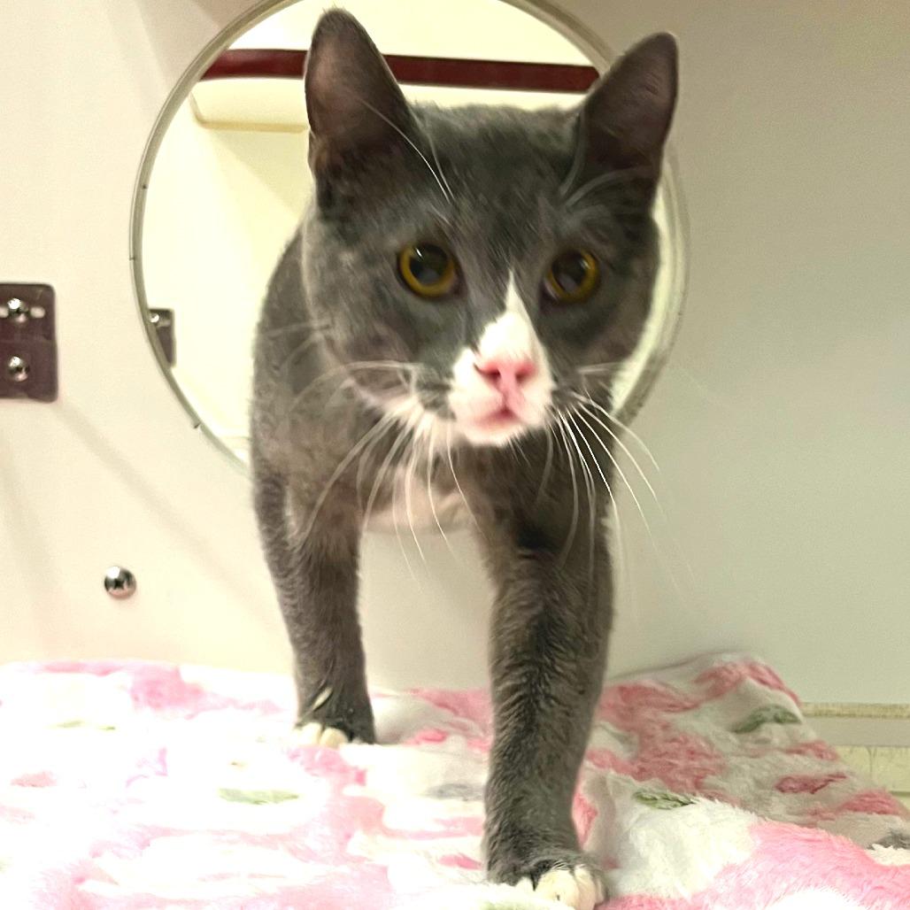 Jeff, Adoptable, Young Male Domestic Short Hair.