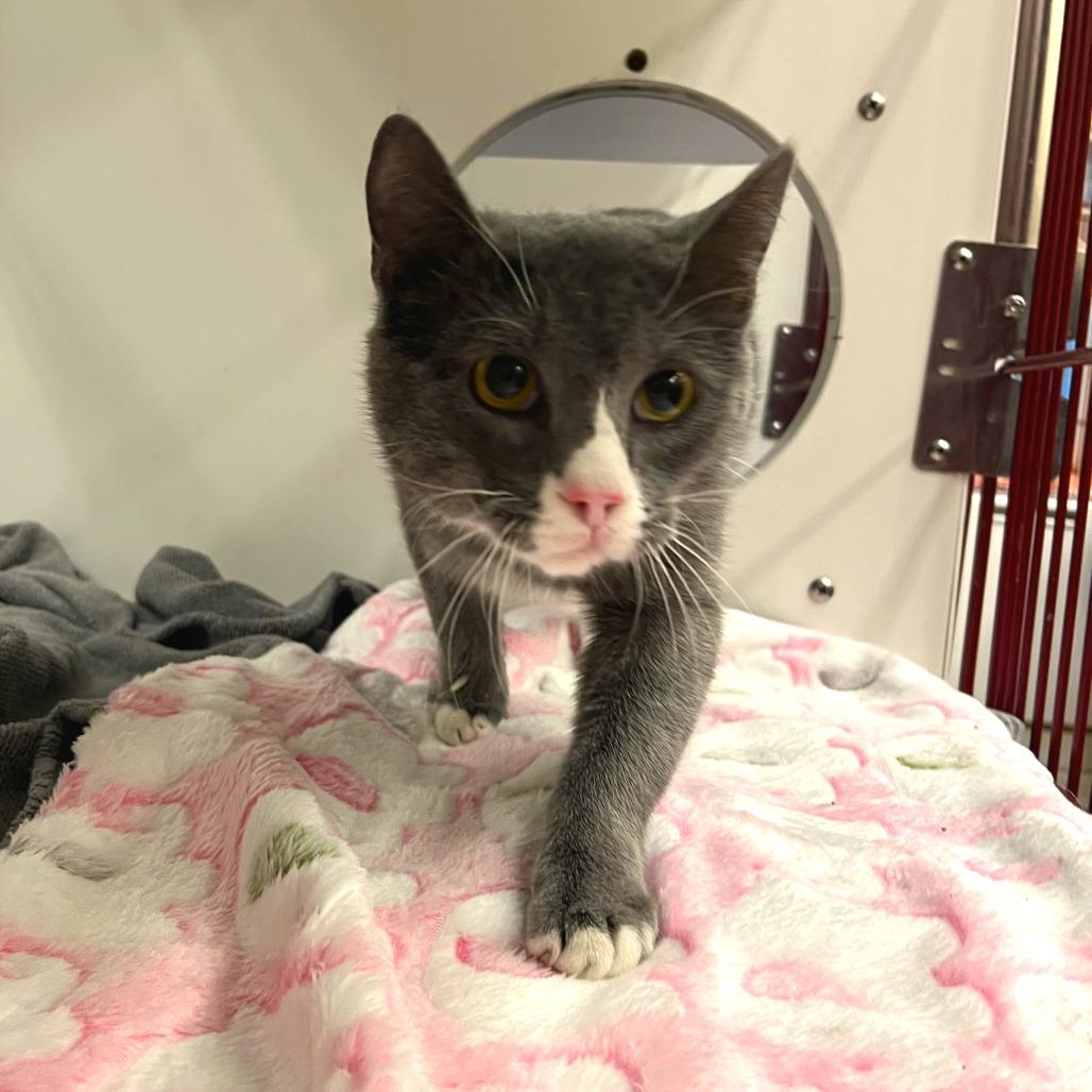 Enlarge Jeff, a Adoptable Domestic Short Hair in Cheyenne, WY image 2/2