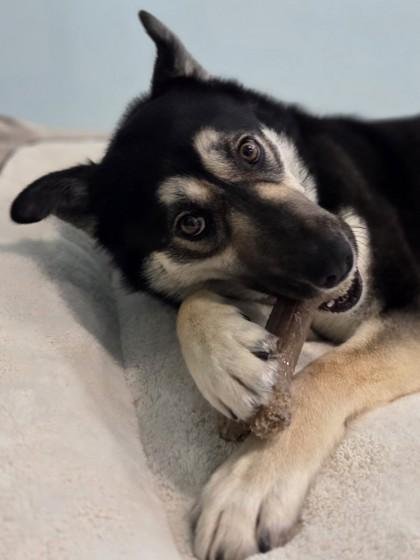 Enlarge Astrid, a Adoptable mixed breed in Erin, ON image 1/3