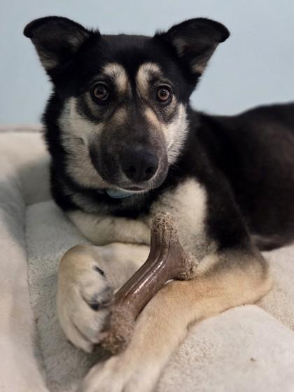 Enlarge Astrid, a Adoptable mixed breed in Erin, ON image 2/3