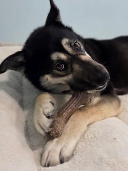 Enlarge Astrid, a Adoptable mixed breed in Erin, ON image 3/3