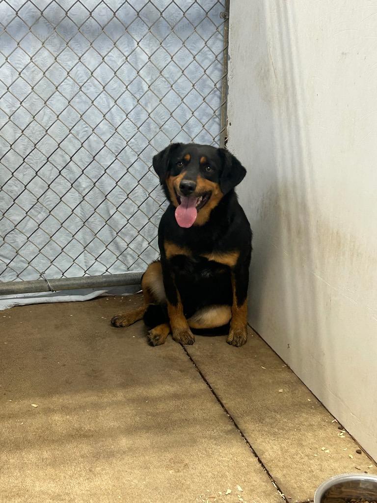 Donatelo, Adoptable, Adult Male Mixed Breed.