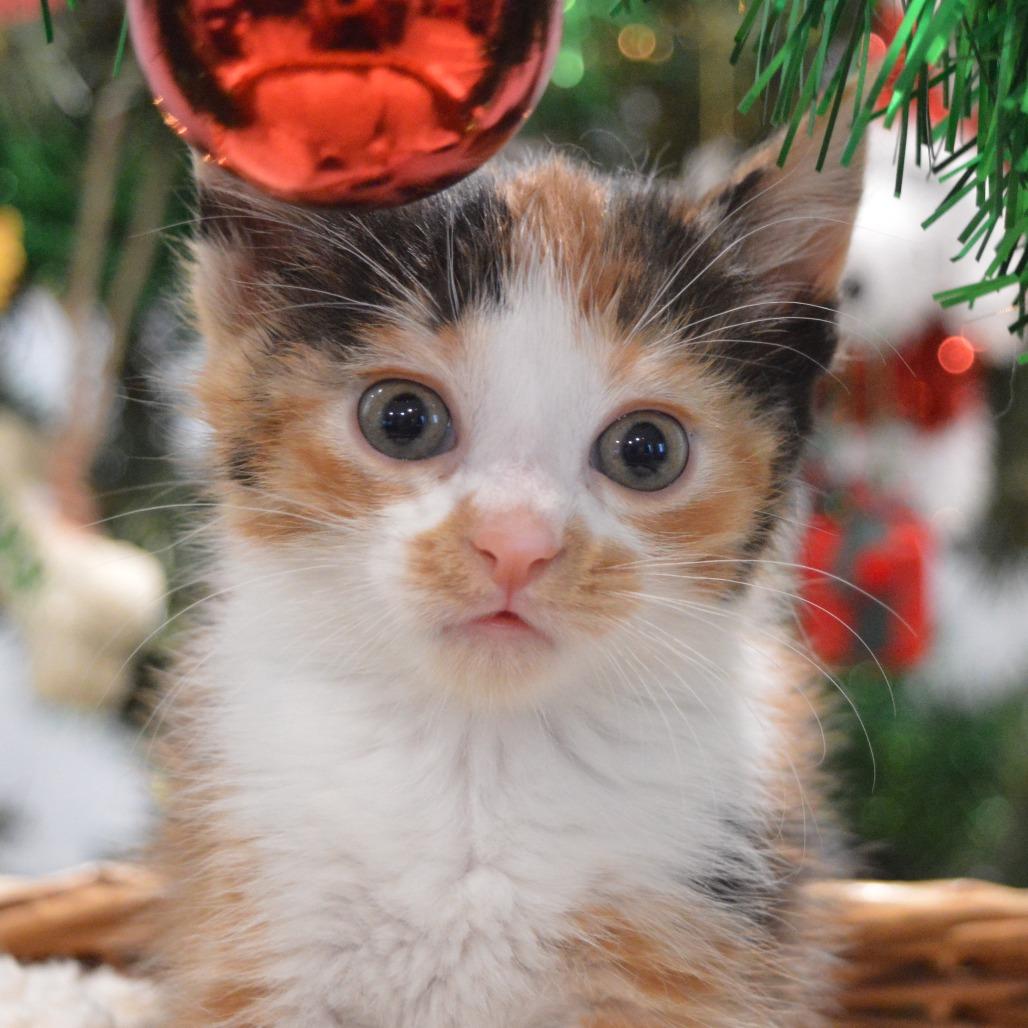 Enlarge Ladybug, a Adoptable Domestic Short Hair in North Battleford, SK image 1/6