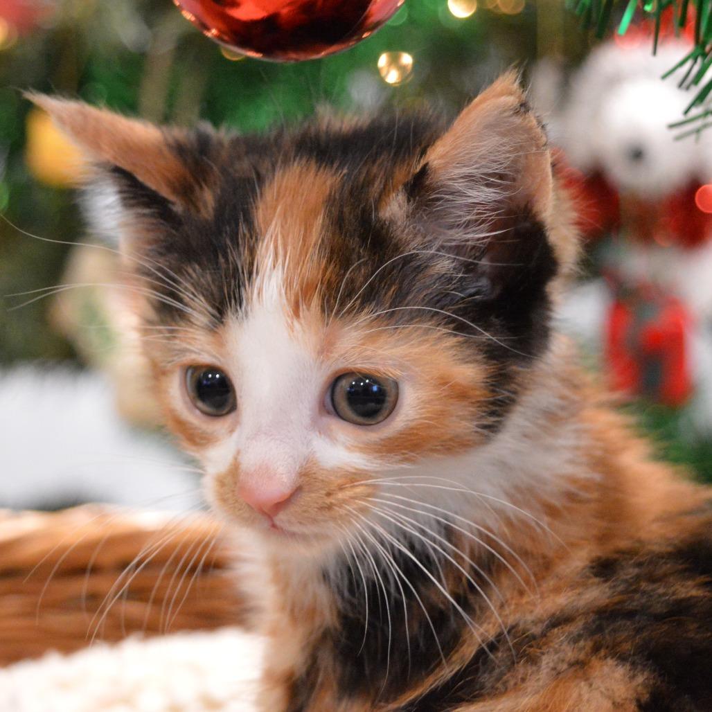 Enlarge Ladybug, a Adoptable Domestic Short Hair in North Battleford, SK image 2/6