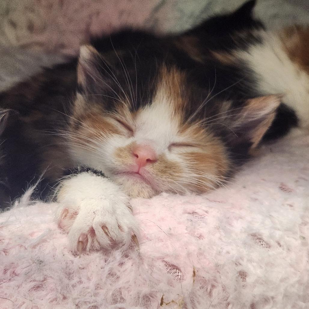 Enlarge Ladybug, a Adoptable Domestic Short Hair in North Battleford, SK image 3/6