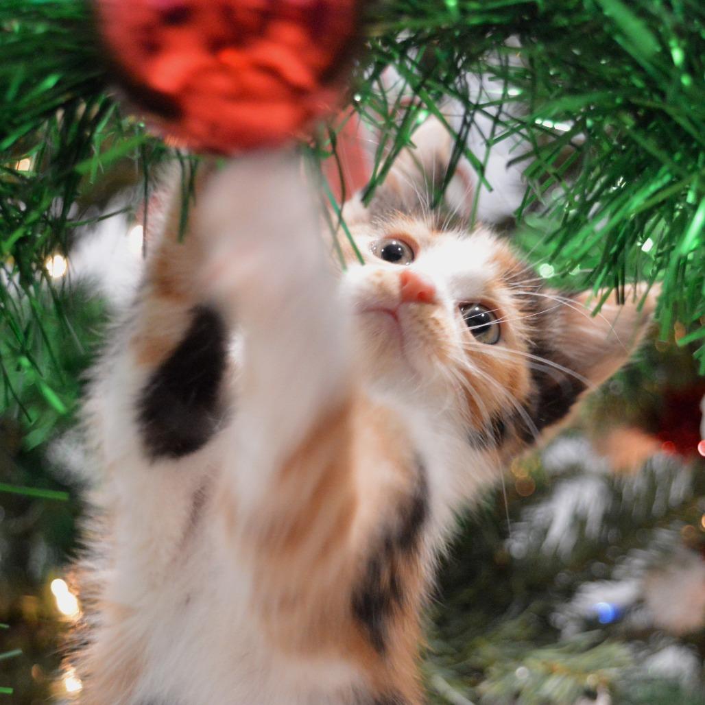 Enlarge Ladybug, a Adoptable Domestic Short Hair in North Battleford, SK image 4/6