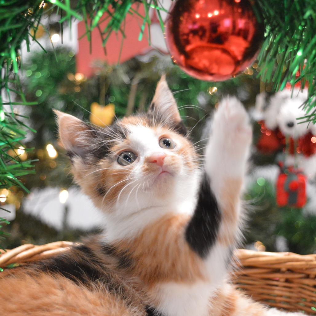 Enlarge Ladybug, a Adoptable Domestic Short Hair in North Battleford, SK image 5/6