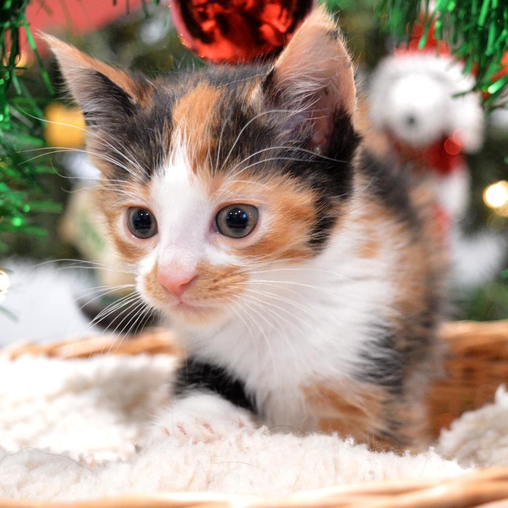 Enlarge Ladybug, a Adoptable Domestic Short Hair in North Battleford, SK image 6/6