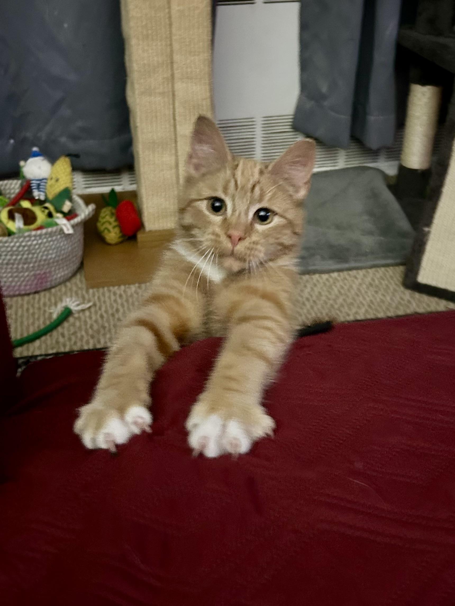 Pippin, Adopted, Young Male Tabby.