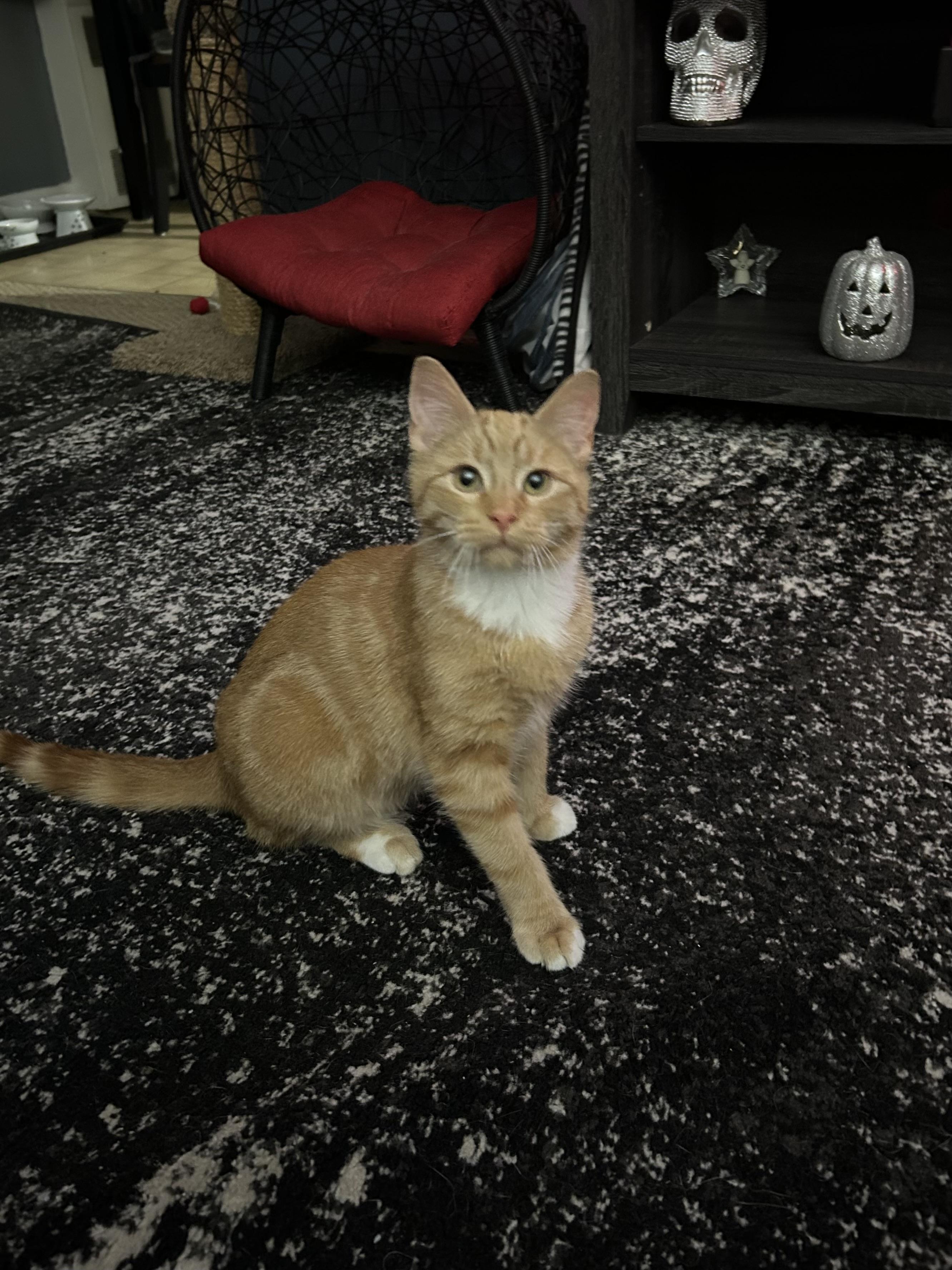 Enlarge Pippin, a Adopted Tabby in Levittown, NY image 2/6