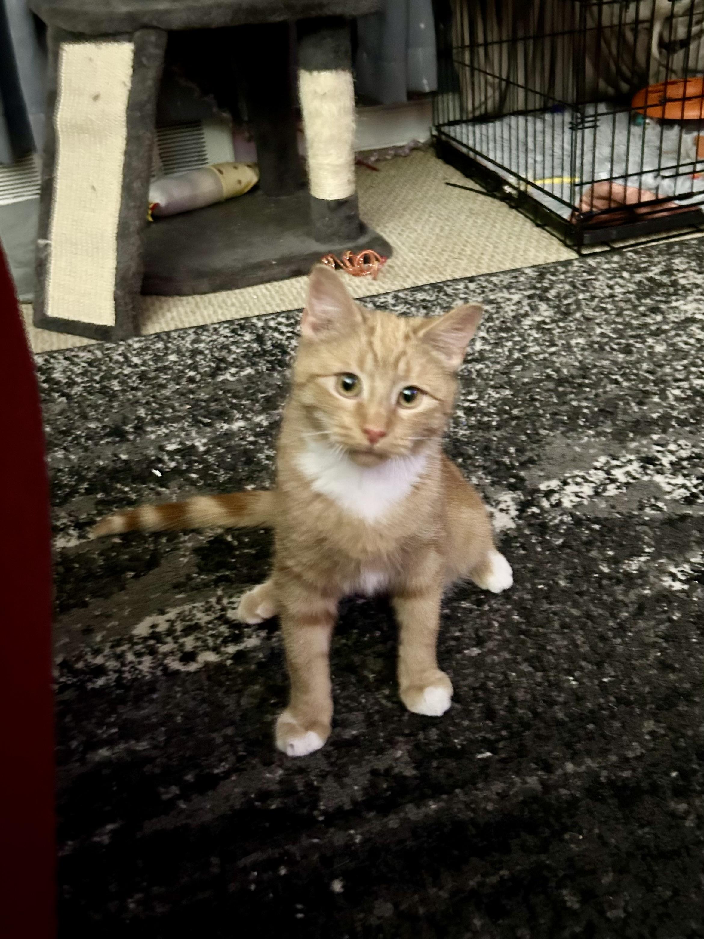 Enlarge Pippin, a Adopted Tabby in Levittown, NY image 3/6