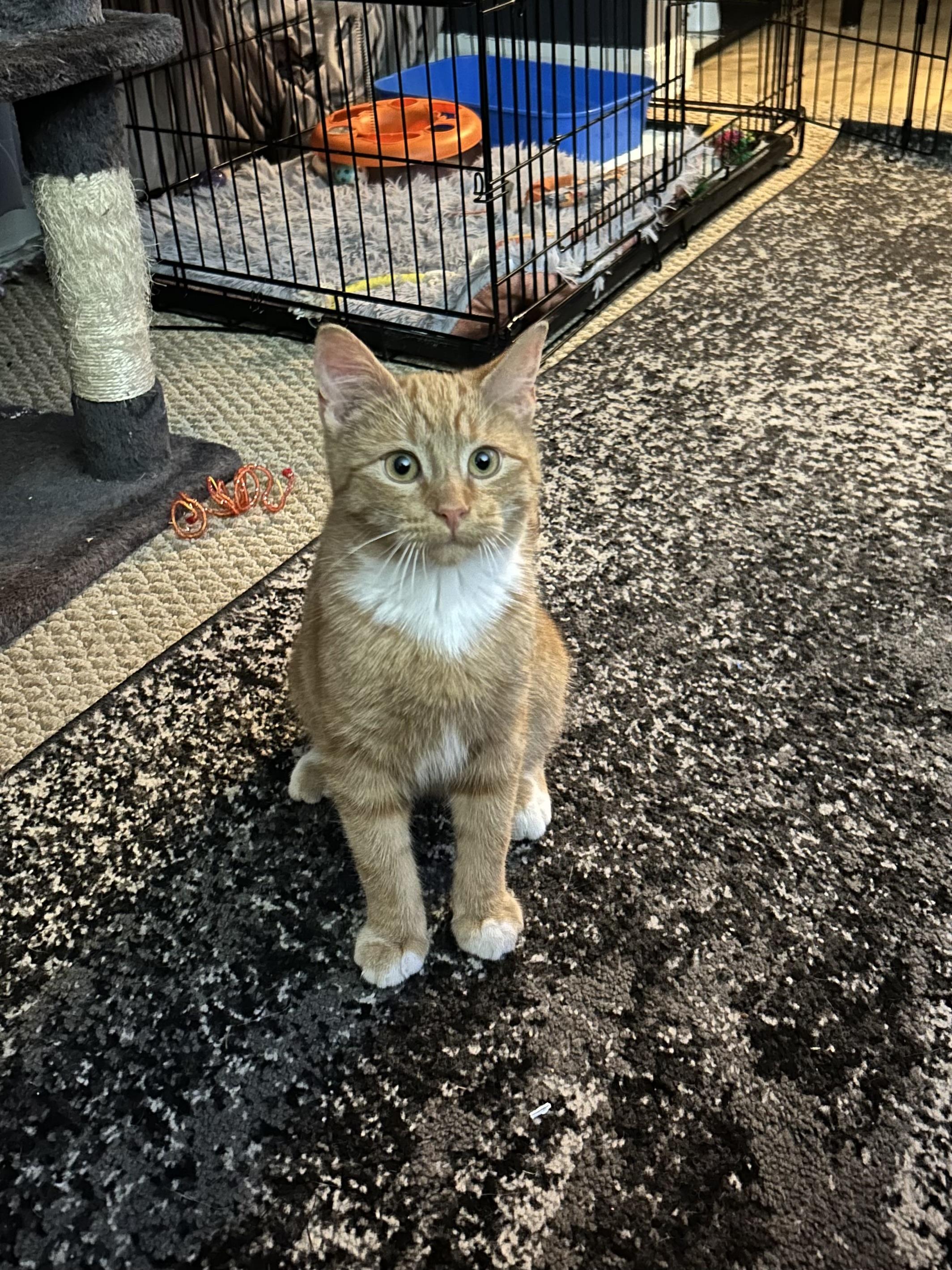 Enlarge Pippin, a Adopted Tabby in Levittown, NY image 4/6