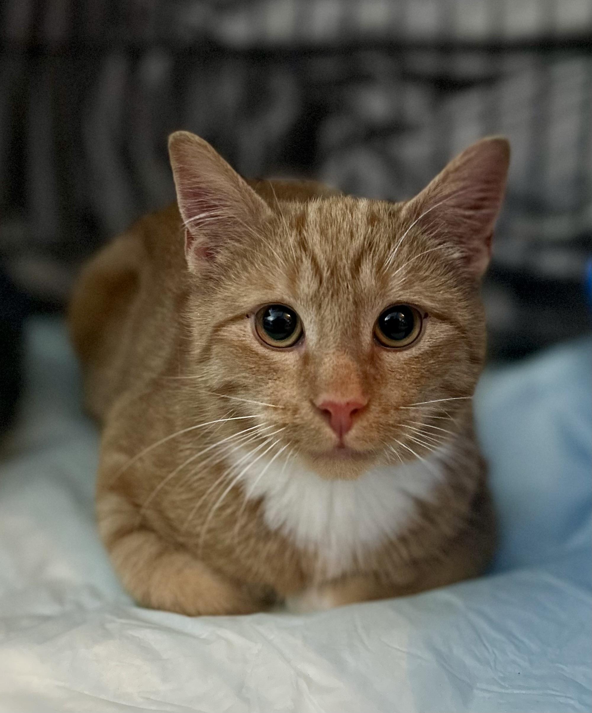 Pippin, Adopted, Young Male Tabby.