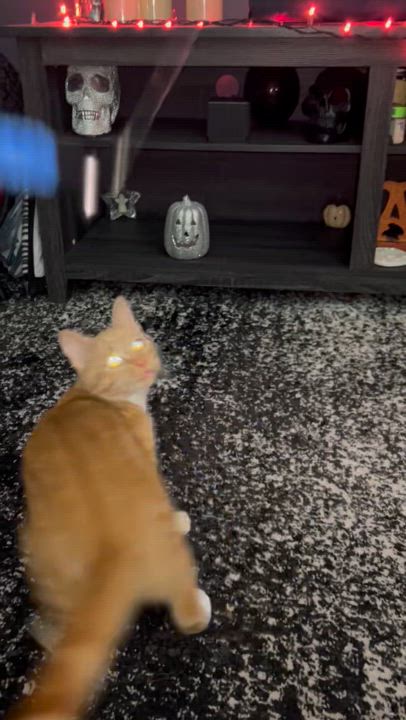 Enlarge Pippin, a Adopted Tabby in Levittown, NY video 6/6