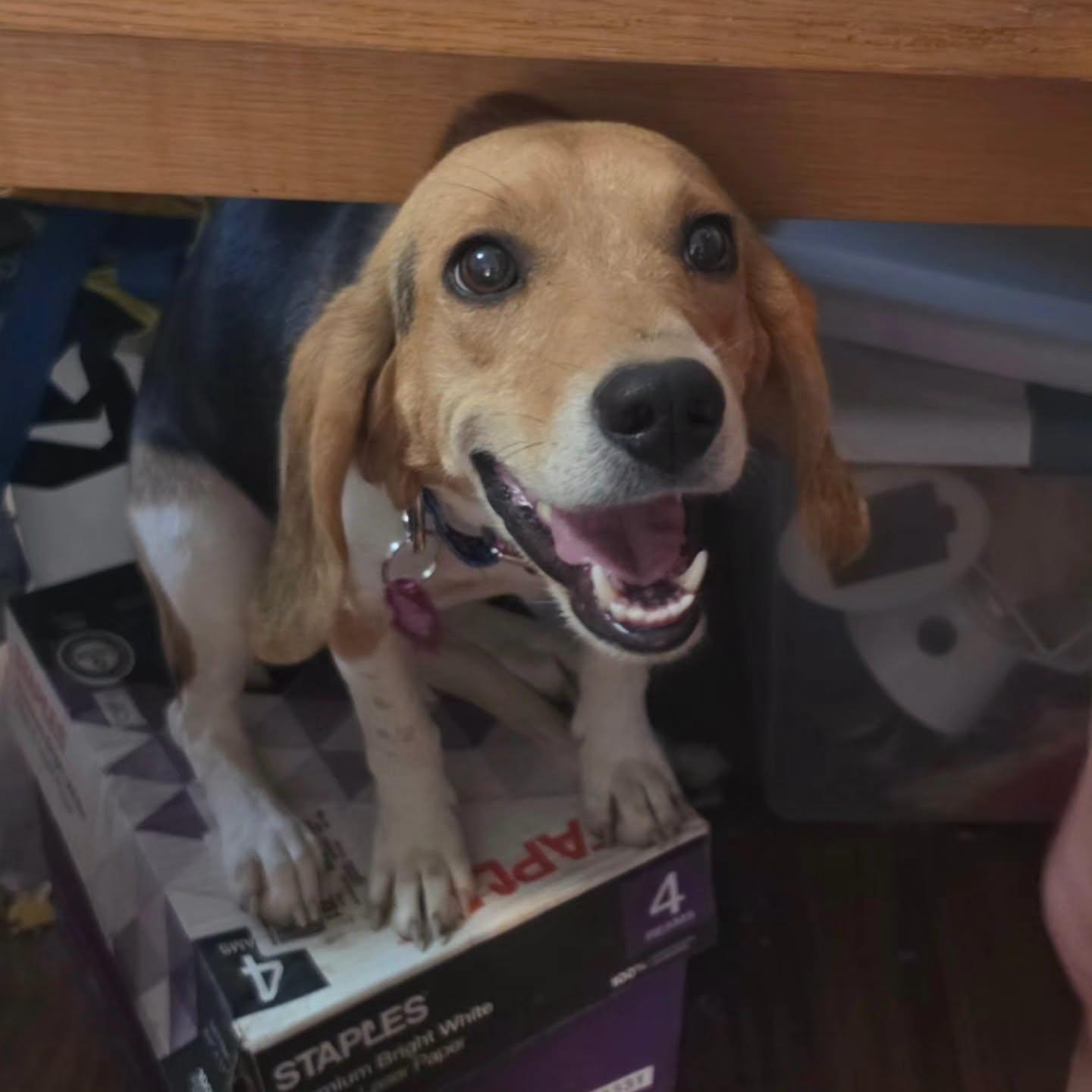 Enlarge Kennedy (Lizzie), a Adopted Beagle in Las Vegas, NV image 1/3