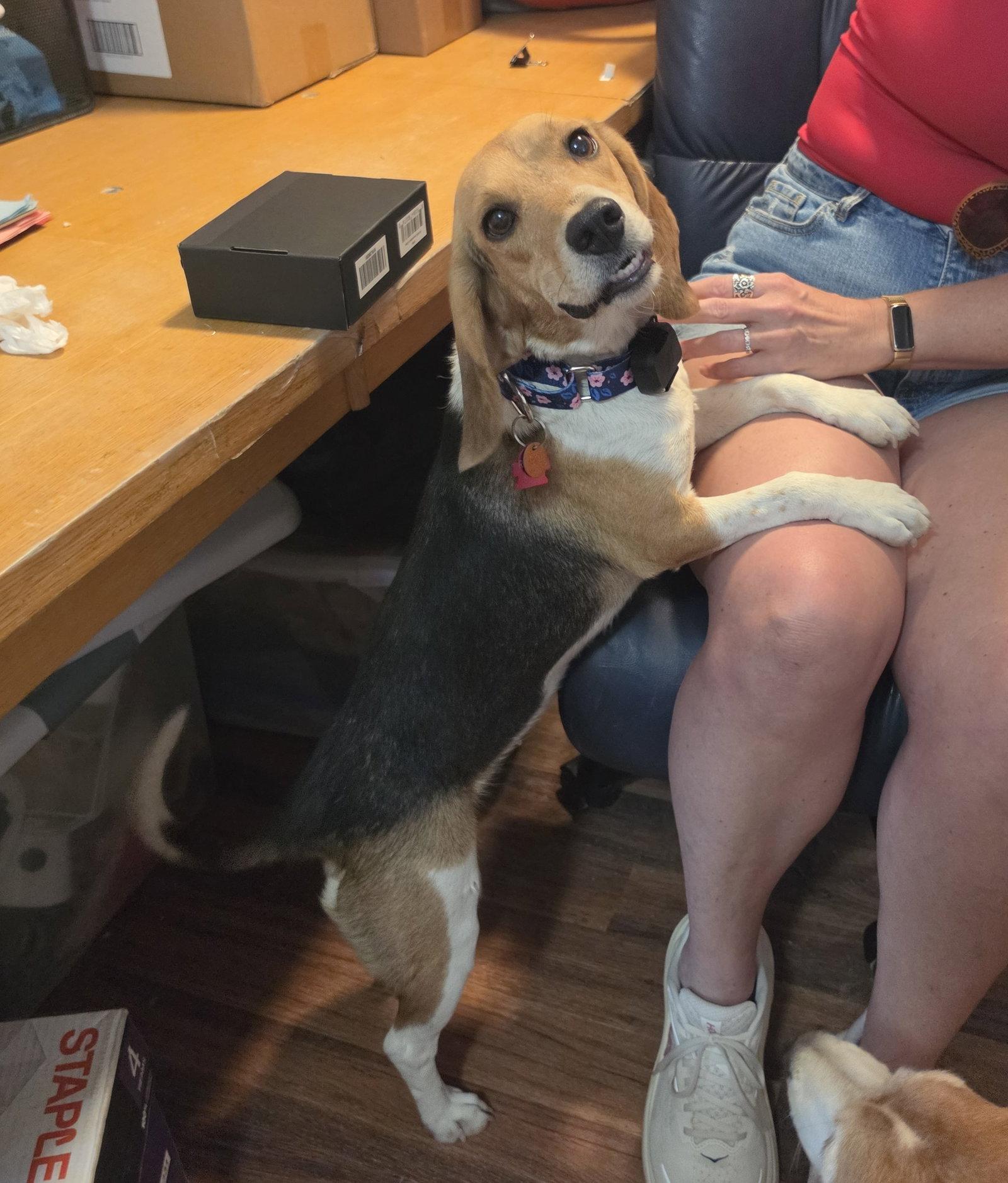 Enlarge Kennedy (Lizzie), a Adopted Beagle in Las Vegas, NV image 2/3