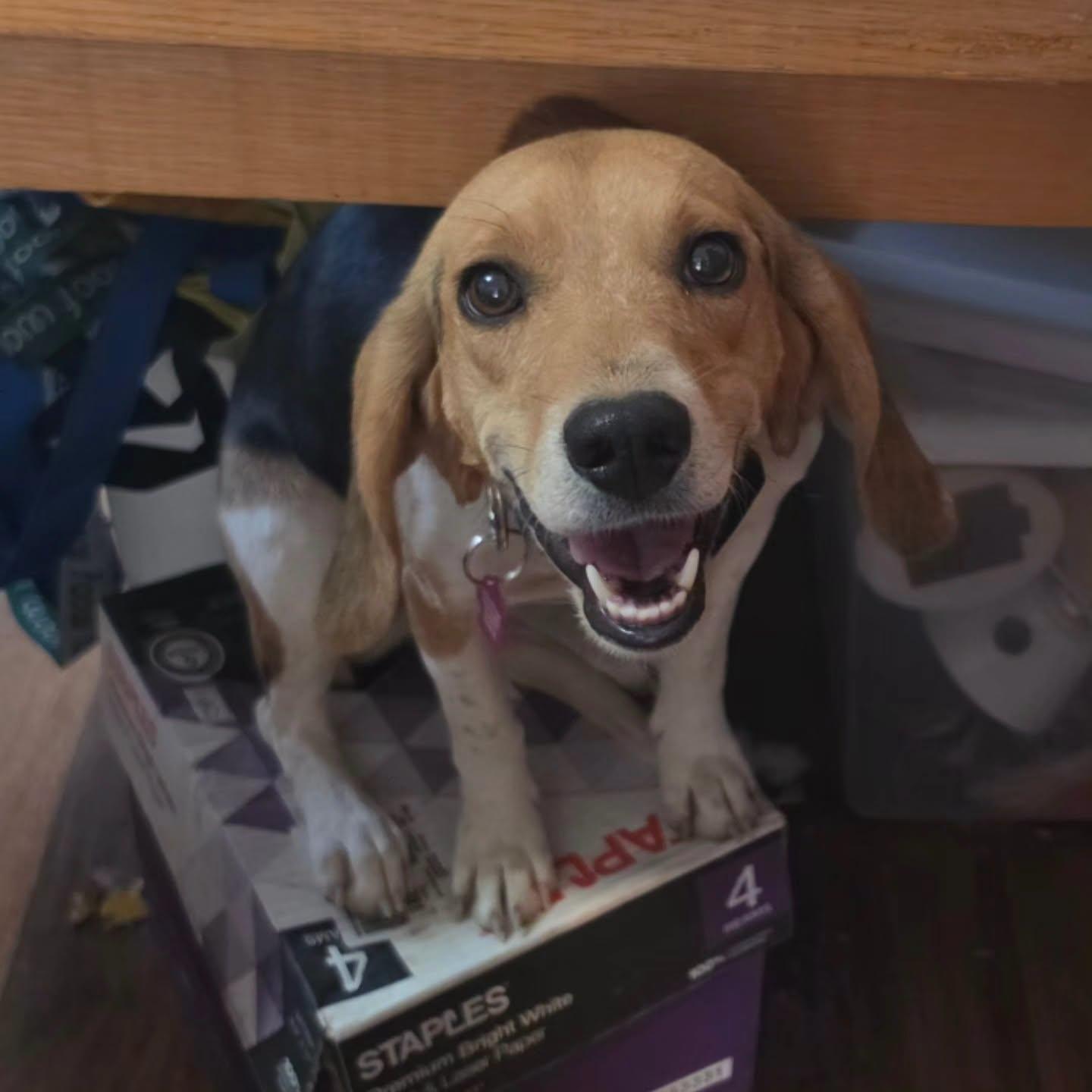 Enlarge Kennedy (Lizzie), a Adopted Beagle in Las Vegas, NV image 3/3