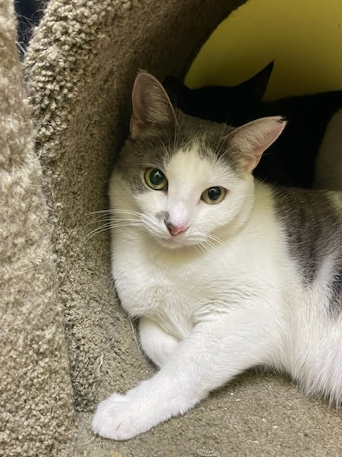 Mila, a Adoptable Domestic Short Hair in Margate, FL image 1/2