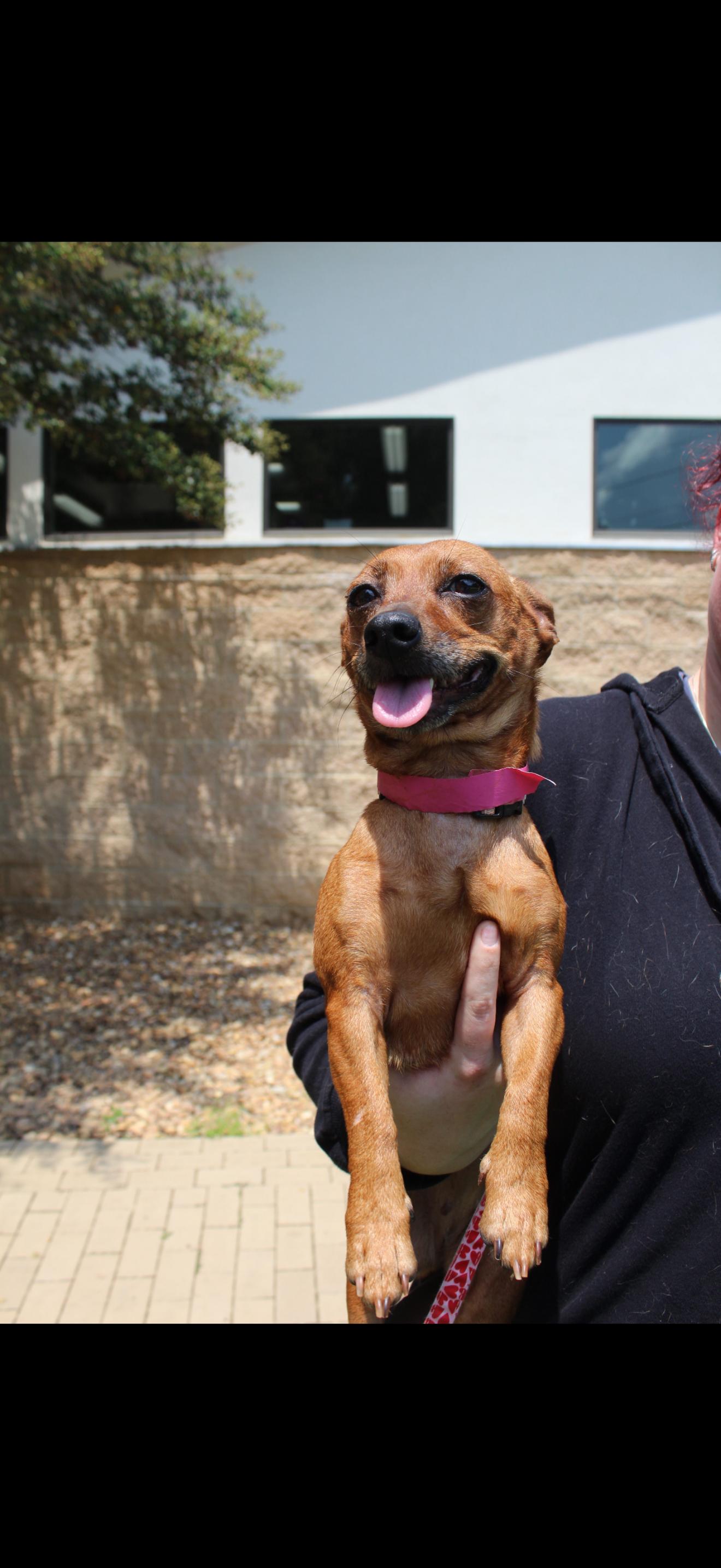 LOUISA, Adoptable, Adult Female Chihuahua & Dachshund.