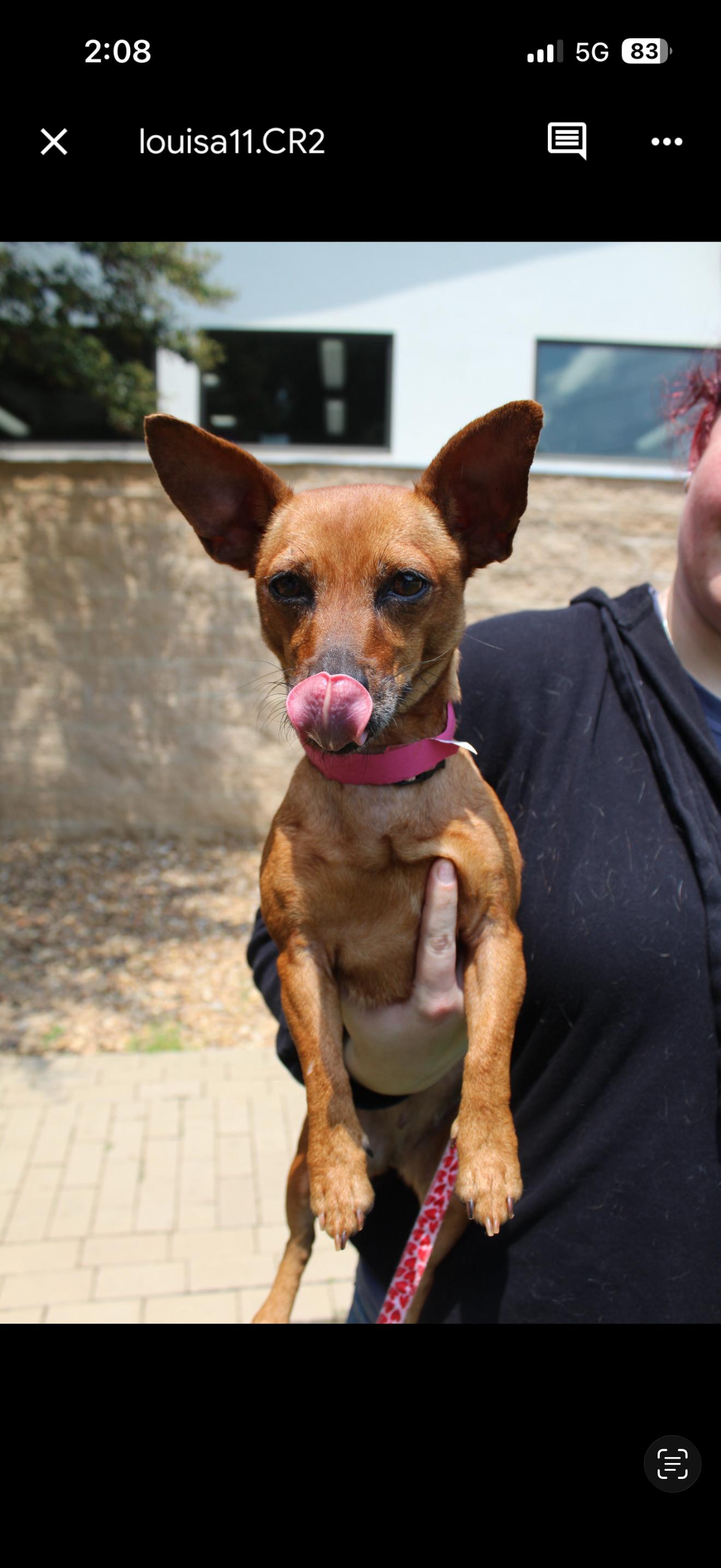 LOUISA, a Adoptable mixed breed in Bradenton, FL image 2/6