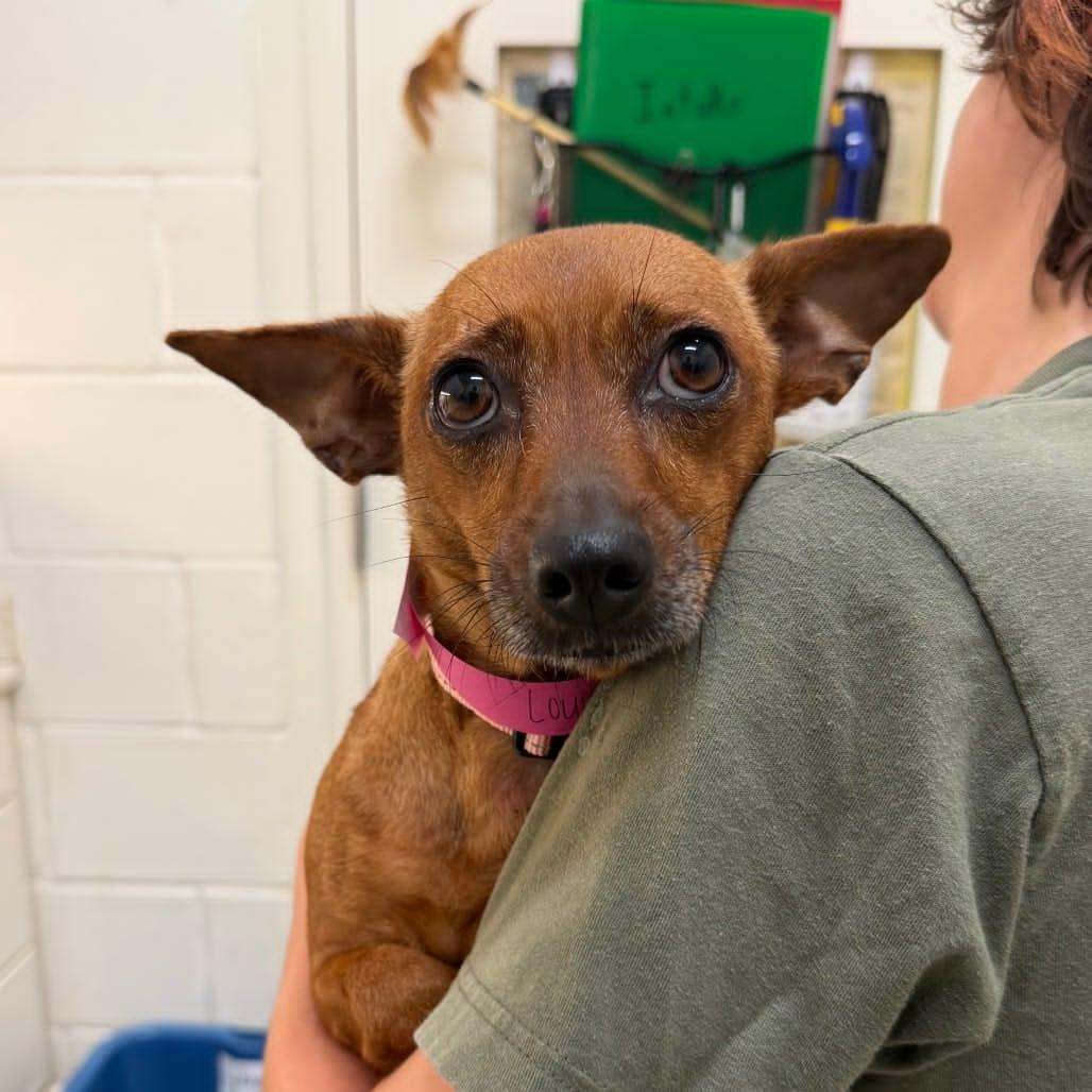 LOUISA, a Adoptable mixed breed in Bradenton, FL image 3/6