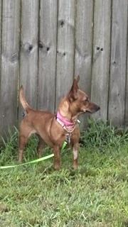 LOUISA, a Adoptable mixed breed in Bradenton, FL image 4/6