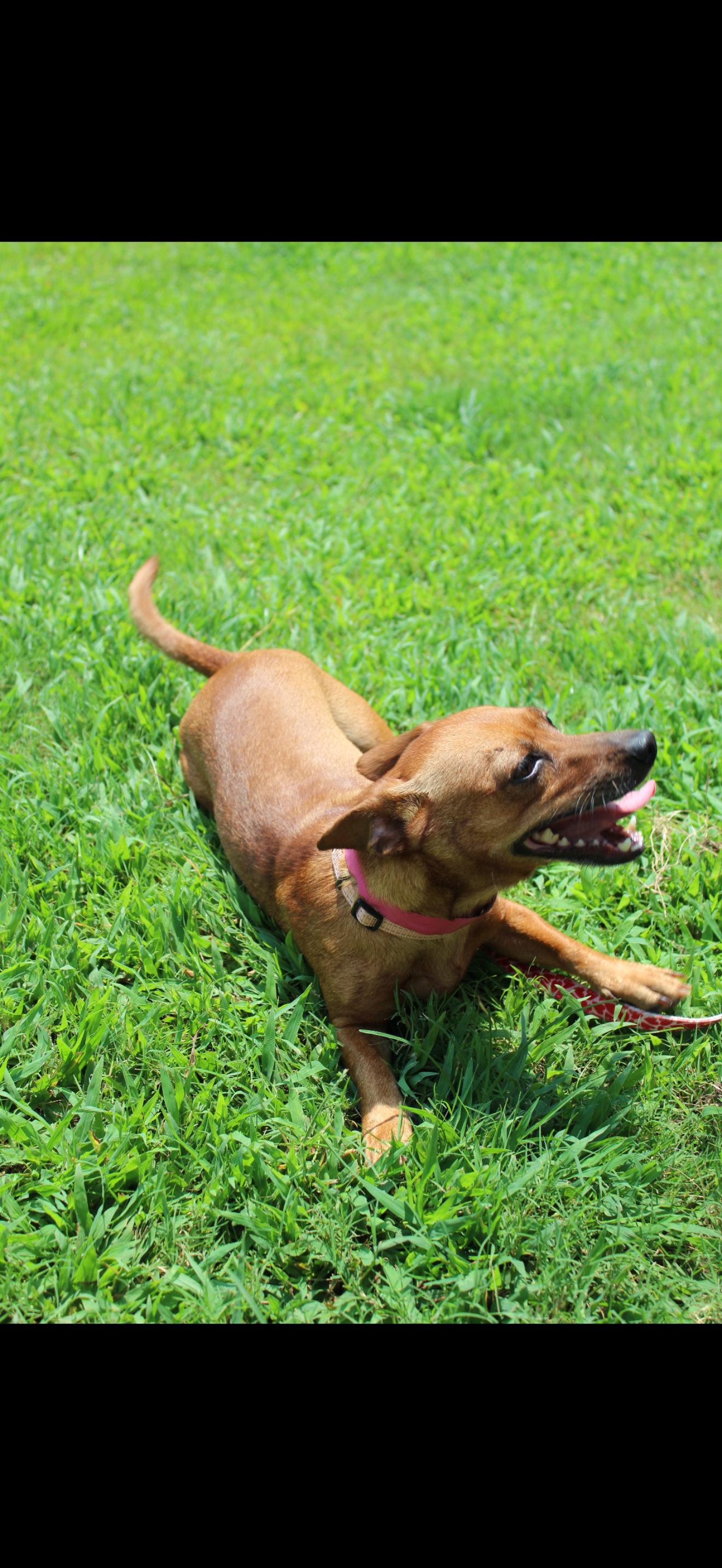 LOUISA, a Adoptable mixed breed in Bradenton, FL image 5/6