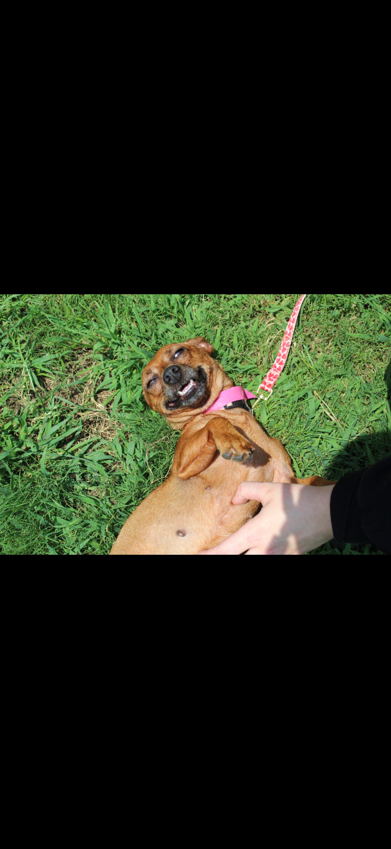 LOUISA, a Adoptable mixed breed in Bradenton, FL image 6/6