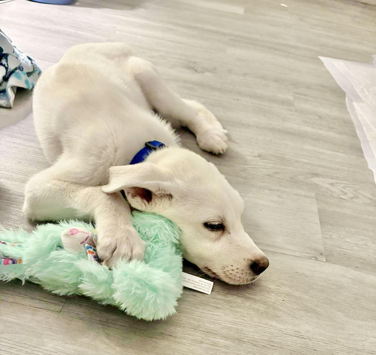 Enlarge Toshi, a other mixed breed in Latham, NY image 4/6