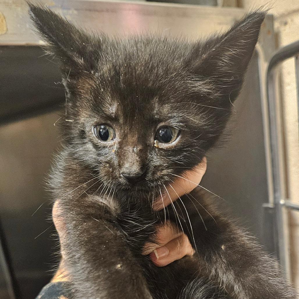 Tango, Adoptable, Kitten Female Domestic Medium Hair.