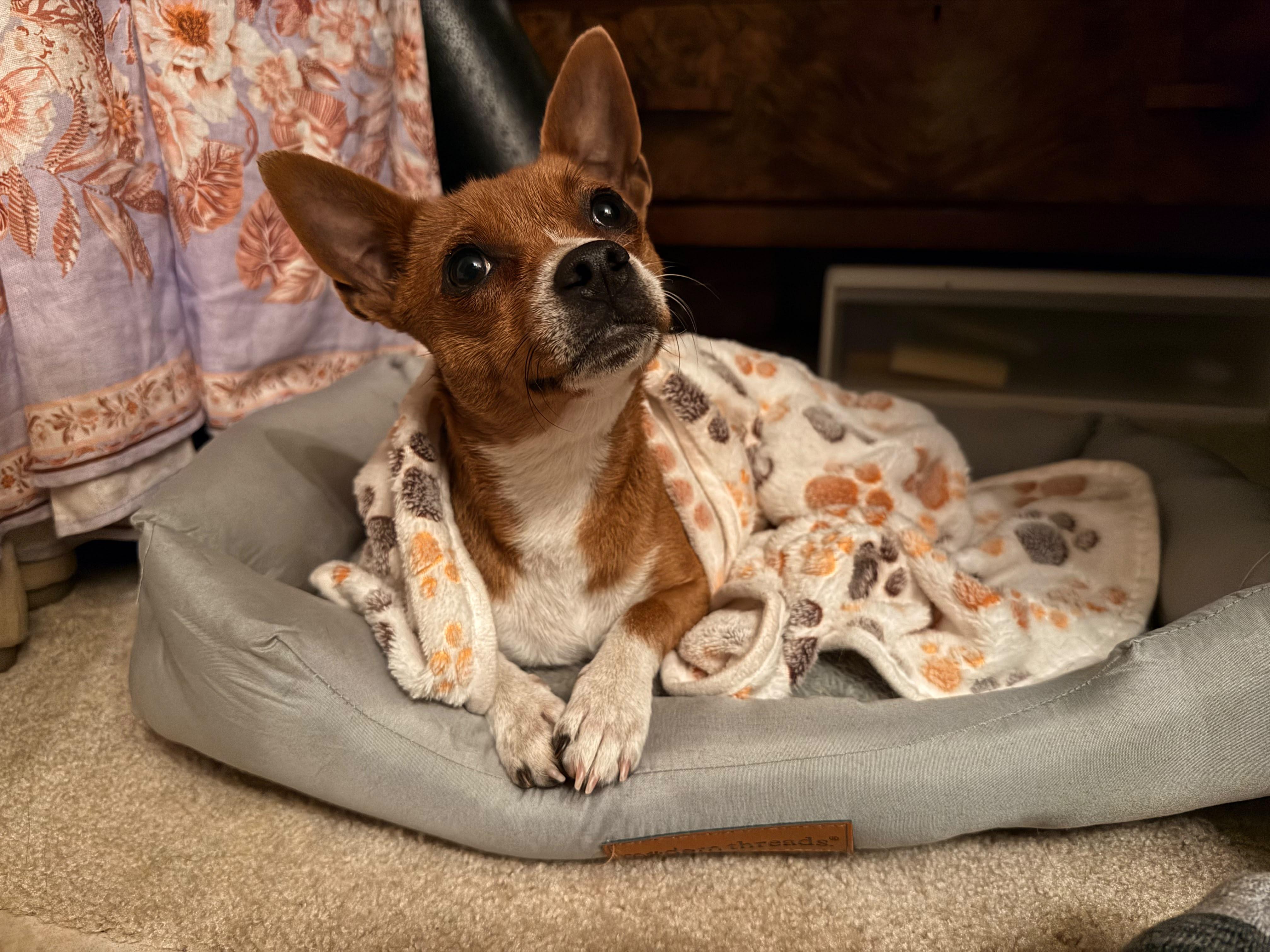 Enlarge Ducky, a Adopted mixed breed in Penryn, CA image 1/2