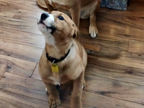 Bruno, a ADOPTABLE mixed breed in Saskatoon, SK image 5/6