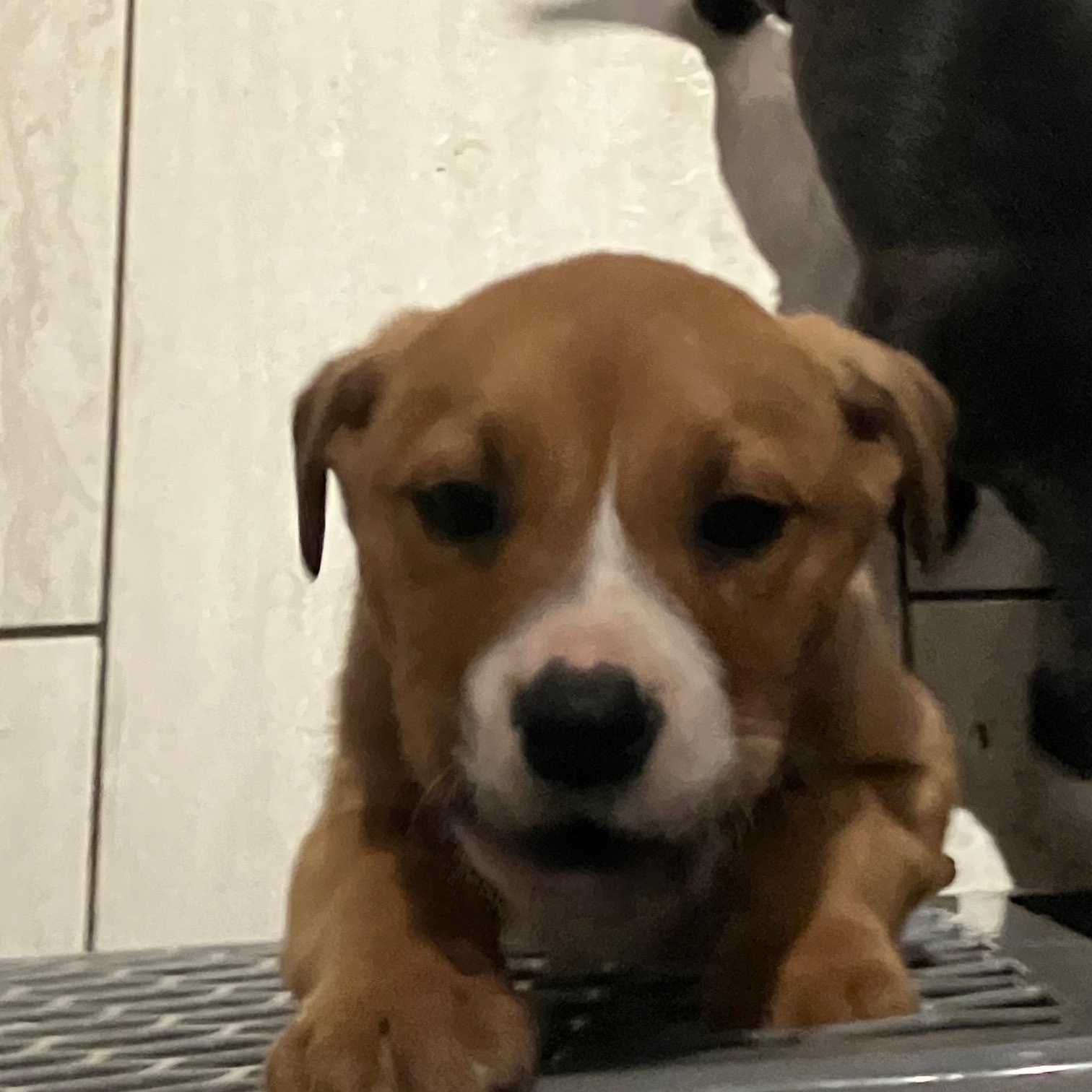 Enlarge Bruno, a ADOPTABLE mixed breed in Saskatoon, SK image 1/5