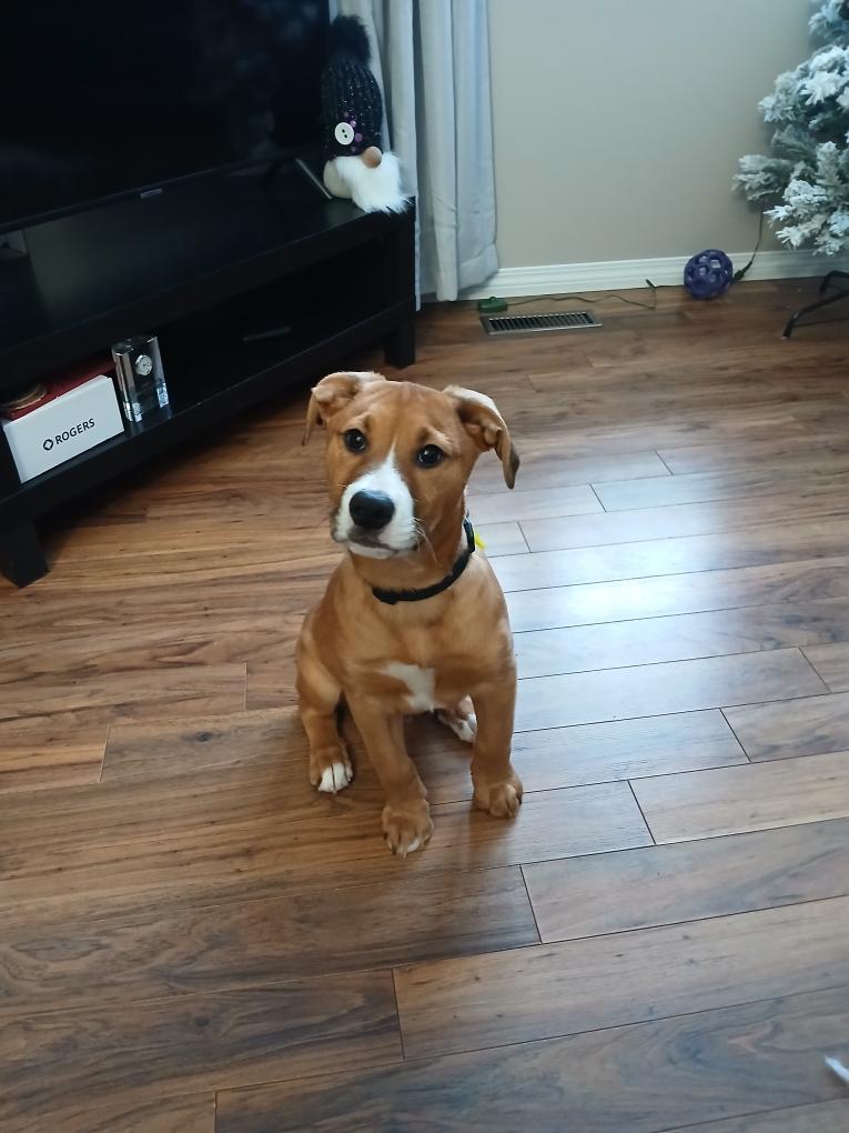 Bruno, a ADOPTABLE mixed breed in Saskatoon, SK image 1/6